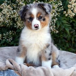 Chewy - Blue merle male Miniature American Shepherd puppy in Kalama, Washington from Lone Pine Miniature American Shepherds