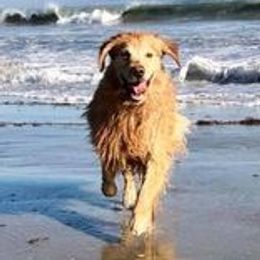 Golden Retrievers from Caliber Golden Retriever’s