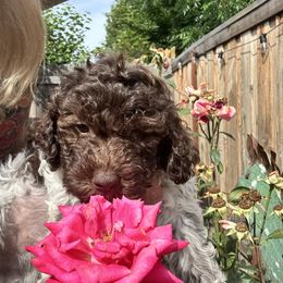 Lagotto Romagnolo Puppies from Anna’s Lagottos