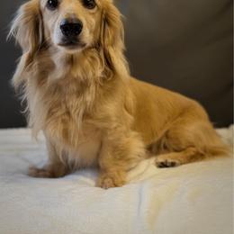 Toby - Cream male Dachshund puppy in Lumber City, Georgia from Willow Run LLC