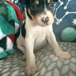 Clay - Black white and tan male Rat Terrier puppy in Molalla, Oregon from The Puppy Patch Rat Terriers