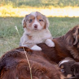 Australian Shepherd Puppies from AW Standard Aussies