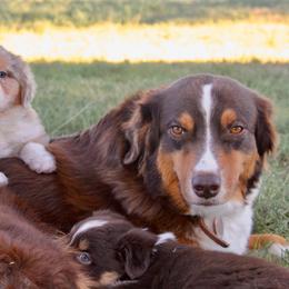 Australian Shepherd Puppies from AW Standard Aussies