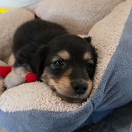 Jasper - Black and cream male Dachshund puppy in Grants Pass, Oregon from vom Treuen Wachter