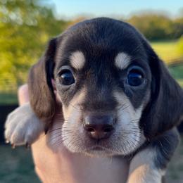 Winnifred - Chocolate and tan Dachshund puppy in Salvisa, Kentucky from Howell’s Hounds