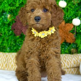Pumpkin - Red  female Goldendoodle puppy in Brandon, Florida from Murphys Doodles