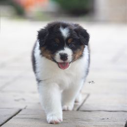 Steve - Black tri-color male Australian Shepherd puppy in Wheaton, Illinois from Patsy Heaven