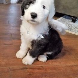 Old English Sheepdog Puppies from Wild-n-Woolly Old English Sheepdogs
