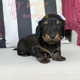 Satin- SILKY WIREHAIR - Black and tan female Dachshund puppy in Canton, Texas from Itty Bitty Dachshunds