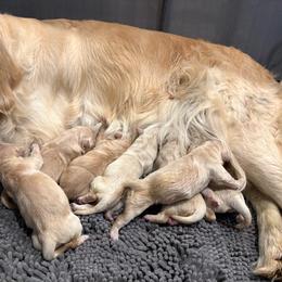 Girl 2 - Golden female Golden Retriever puppy in Menifee, California from The Golden Leash Kennels