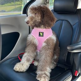 Mirabel - Goldendoodle