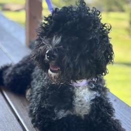 Ember - Portuguese Water Dog