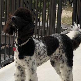 River - Poodle