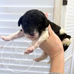 Maroon - Tri-color female Bernedoodle puppy in Rockwall, Texas from Glory Doodles