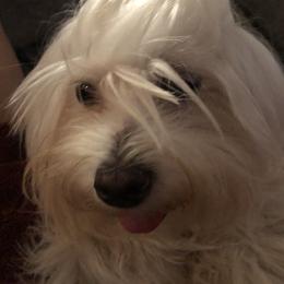 Yuki - Maltese