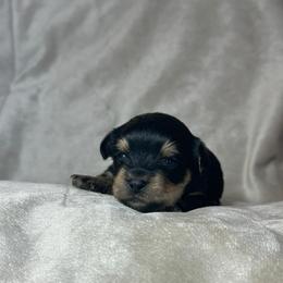 Gonzo - Black and tan male Yorkshire Terrier puppy in Goode, Virginia from Glass Hill Yorkies