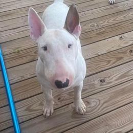 George - Bull Terrier