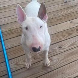 George - Bull Terrier