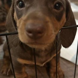 Dachshunds from Bowland Farms - Daphnes Doxies