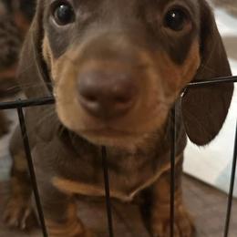 Dachshunds from Bowland Farms - Daphnes Doxies