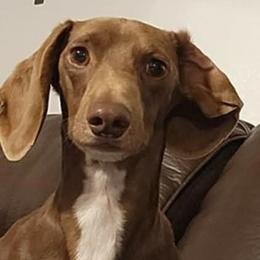 Snoop - Dachshund
