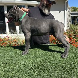 Green - Gray male Cane Corso puppy in Morgan Hill, California from Corso Empire