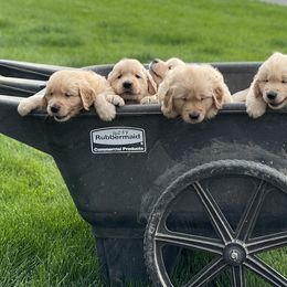 Golden Retriever Puppies from Chizan Goldens