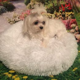 Candy - Maltese