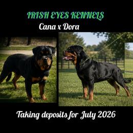 Rottweiler puppies from Irish Eyes Kennels
