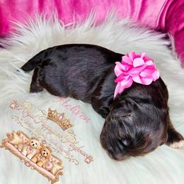 Hehven - Brown female Schnoodle puppy in Demorest, Georgia from Royal Puppypoo Playhouse