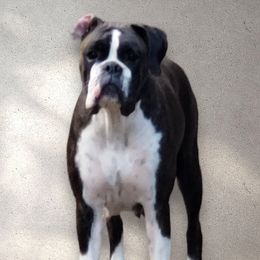 Boxers from Precious Paws Boxer puppies in WA