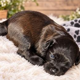 Tammy Wynette, Irwin Puppy 2 - Liver female Shihpoo puppy in Delphos, Ohio from Route 66 Puppies