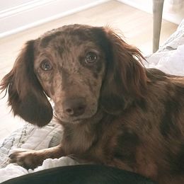 Gracie - Dachshund