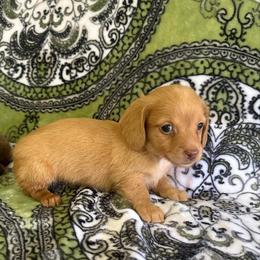 Male 1 - Cream male Dachshund puppy in Sauk Village, Illinois from Midwest Timberland Pups