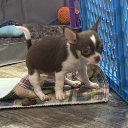Valentine 4,000 - Chocolate and white male Chihuahua puppy in Summerfield, Florida from Uey’s Chihuahuas