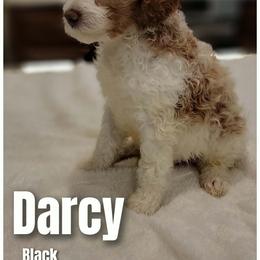 Mr. Darcy- Black Collar - Parti male Goldendoodle puppy in Fort Worth, Texas from Stacy Warwick
