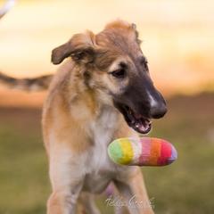 Borzoi Puppies from Rezance Borzoi