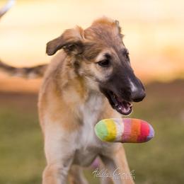 Borzoi Puppies from Rezance Borzoi