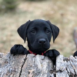 Rocky Ridge Labradors breeder of Labrador Retriever