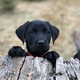 Rocky Ridge Labradors breeder of Labrador Retriever