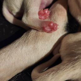 Dalmatian Puppies from America's Dalmatian Friends