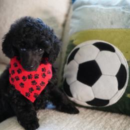 Poodle All Grown Up from Royal Kedsmore Toy Poodles