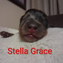 Stella Grace - Dapple female Dachshund puppy in Statesville, North Carolina from Dannie's Doxies