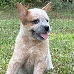 Orange Collar - Australian Cattle Dog puppy from Back Road Dog Company, LLC