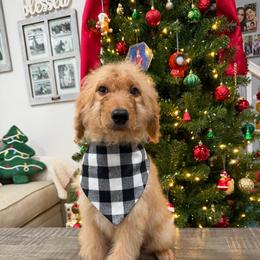 Light Blue - Apricot male Goldendoodle puppy in Bakersfield, California from Lavish Doodles