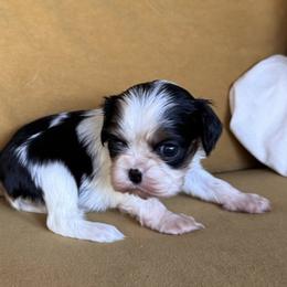 Cavalier King Charles Spaniel Puppies from Acorn Hollow Cavaliers