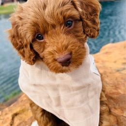 Petrie - Red and white male Cockapoo puppy in Kingfisher, Oklahoma from Perdue Puppies