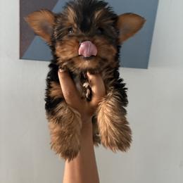 Yorkshire Terrier Puppies from Chicago Yorkies
