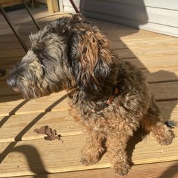 Dunkin - Goldendoodle