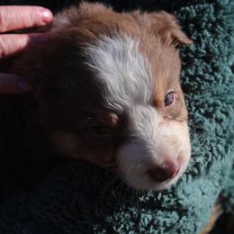 June - Red tri-color female Australian Shepherd puppy in Four Oaks, North Carolina from RoseWest Farms